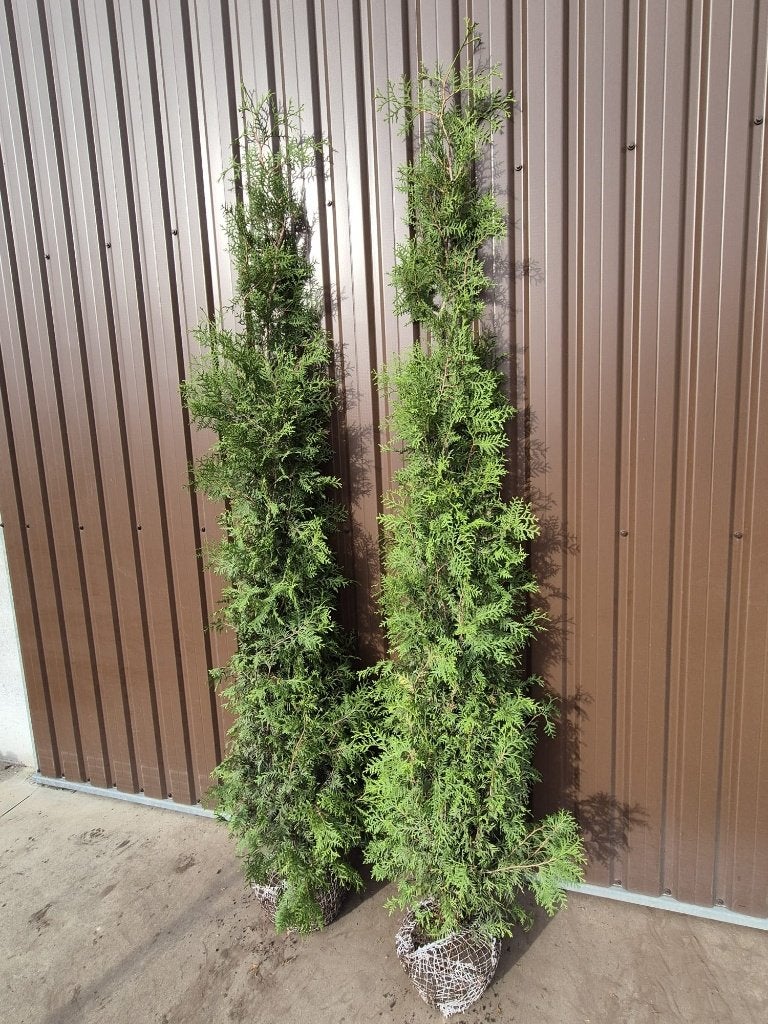 Thuja Brabant haagconiferen tot 3m weer leverbaar, Verzenden, Conifeer, Haag, 250 cm of meer