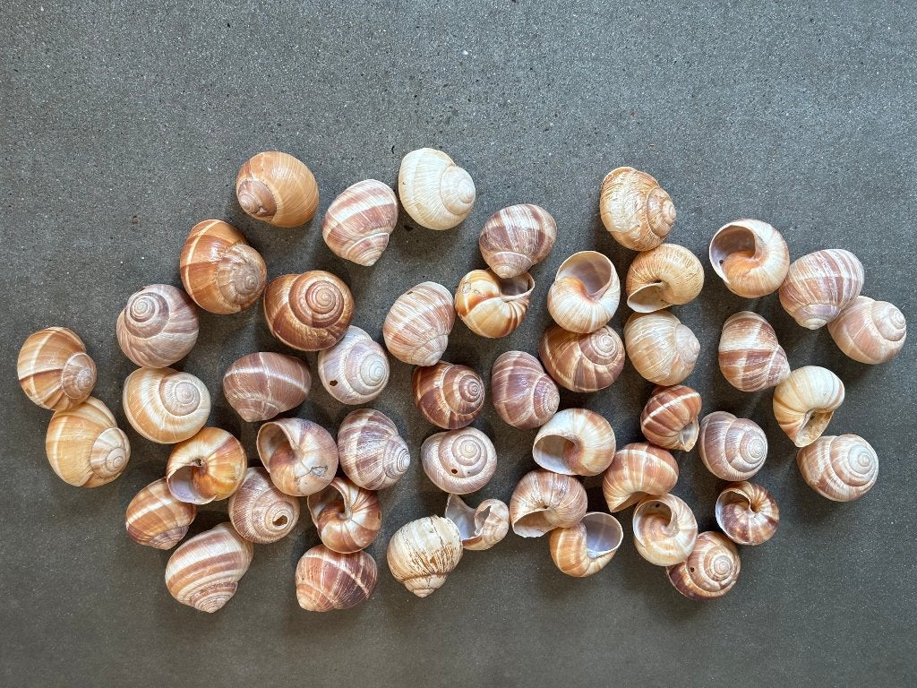 46 slakkenhuizen escargots groot formaat, Ophalen of Verzenden, Gebruikt, Decoratie, Overige merken