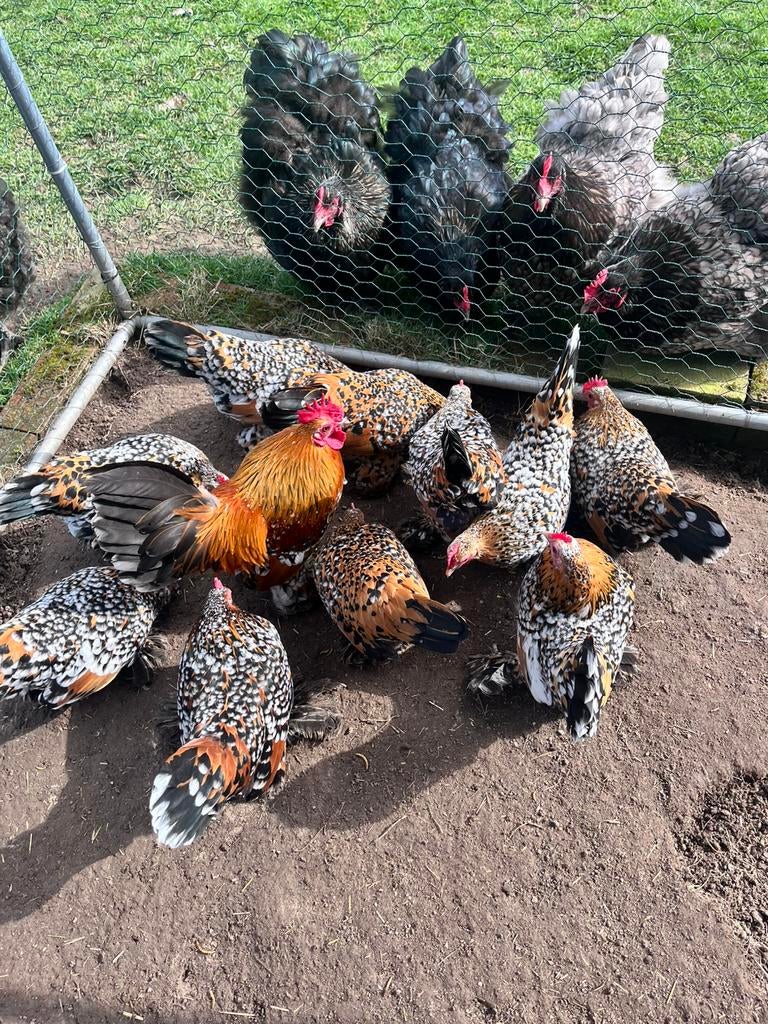 Broedeieren Sabelpootkriel - porselein, Dieren en Toebehoren, Pluimvee, Geslacht onbekend, Kip