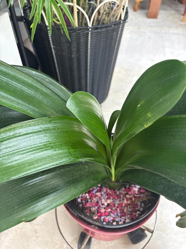 Clivia miniata - Oranjerode Kafferlelie, Huis en Inrichting, Kamerplanten, Ophalen, Overige soorten, Halfschaduw, In pot