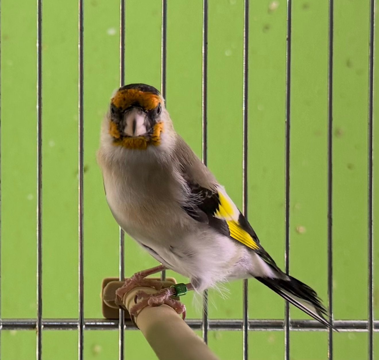 Agaat Kleine putters 2026 geringd, Meerdere dieren, Wildzangvogel, Geringd