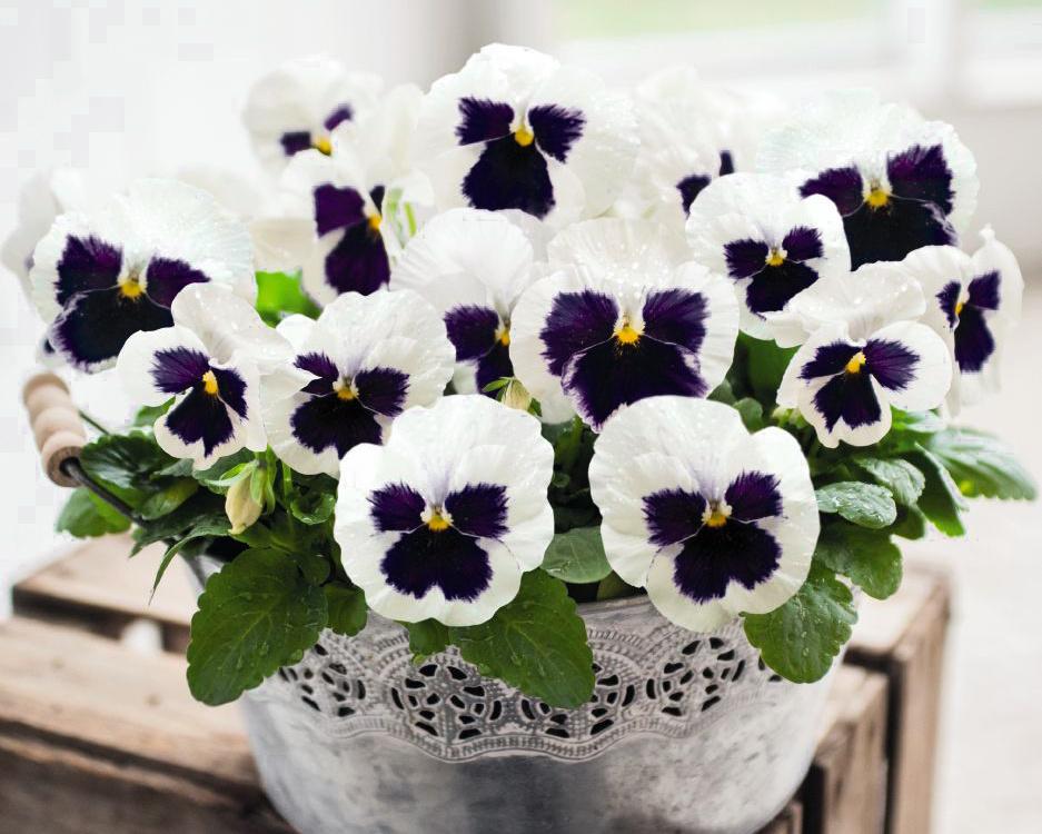 Viooltje Silverbride, Ophalen of Verzenden, Voorjaar, Volle zon, Zaad