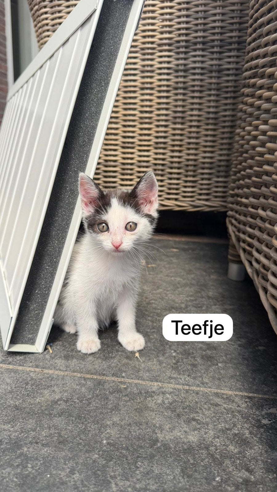 Boedereij kittens te koop, Ophalen of Verzenden