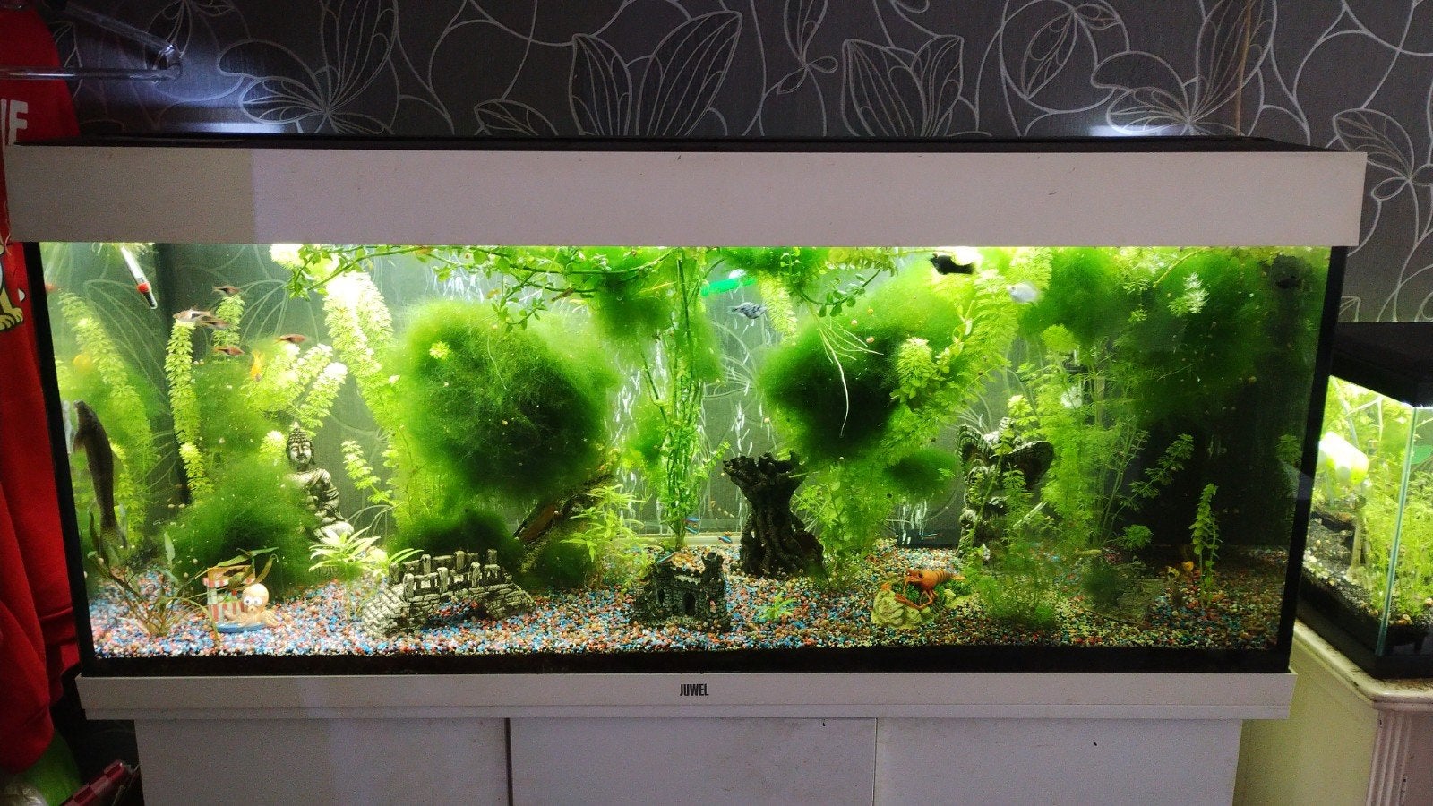 java mos Ideaal voor garnalen en jonge vissen, Ophalen of Verzenden, Nieuw, Plant(en), Steen of Hout