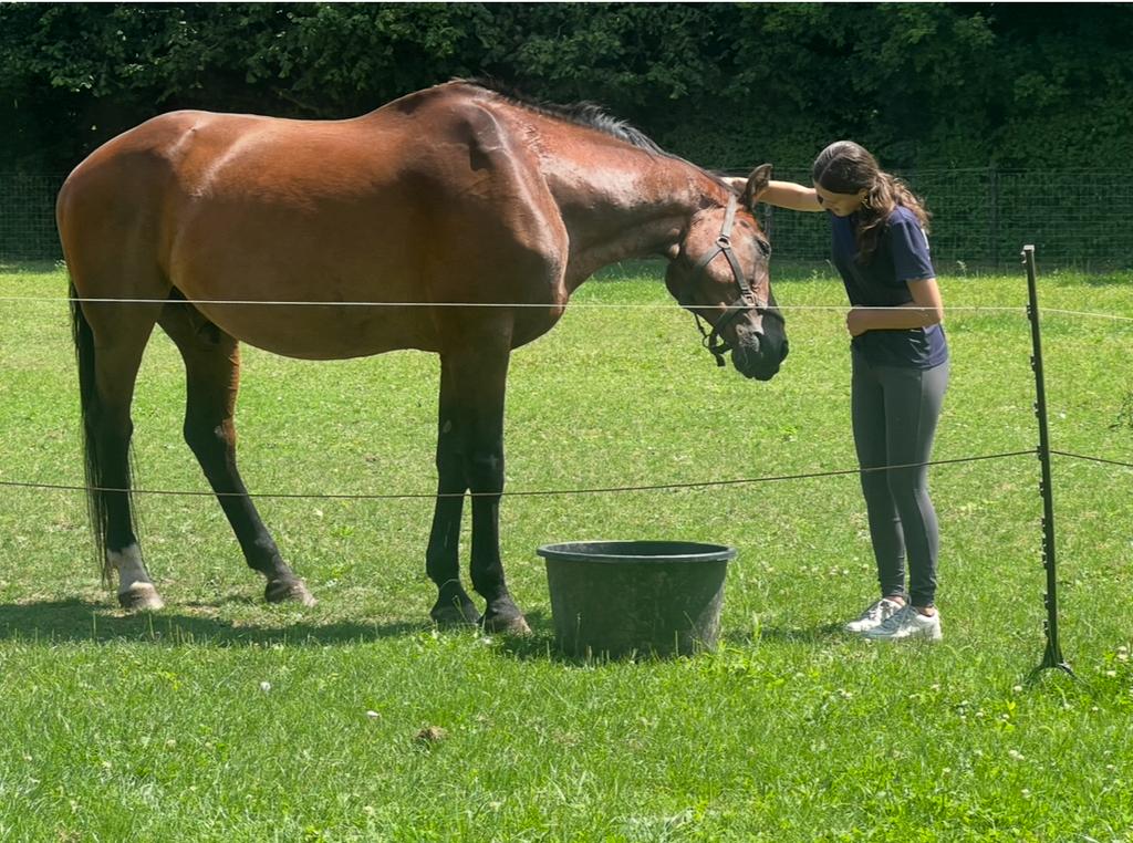 Paardenverzorger bijrijder gevraagd, Verzorging of Verzorgpony's