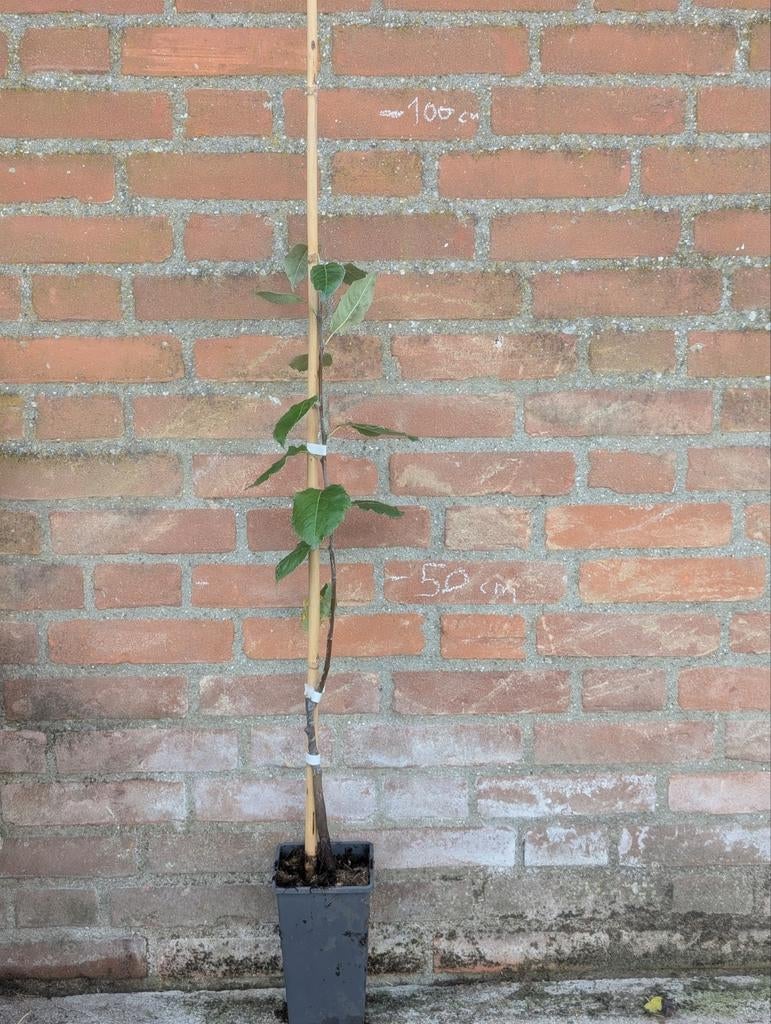Shipova Plant - 60cm Hoog  peer X lijsterbes ZELDZAAM, Lente, Minder dan 100 cm, Volle zon, In pot