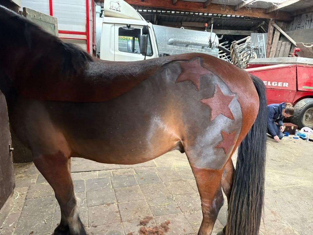 Scheren paarden en pony's, Verzorging of Verzorgpony's