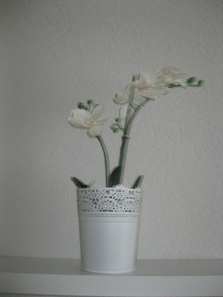 Orchidee in pot zgan, Ophalen of Verzenden, Zo goed als nieuw