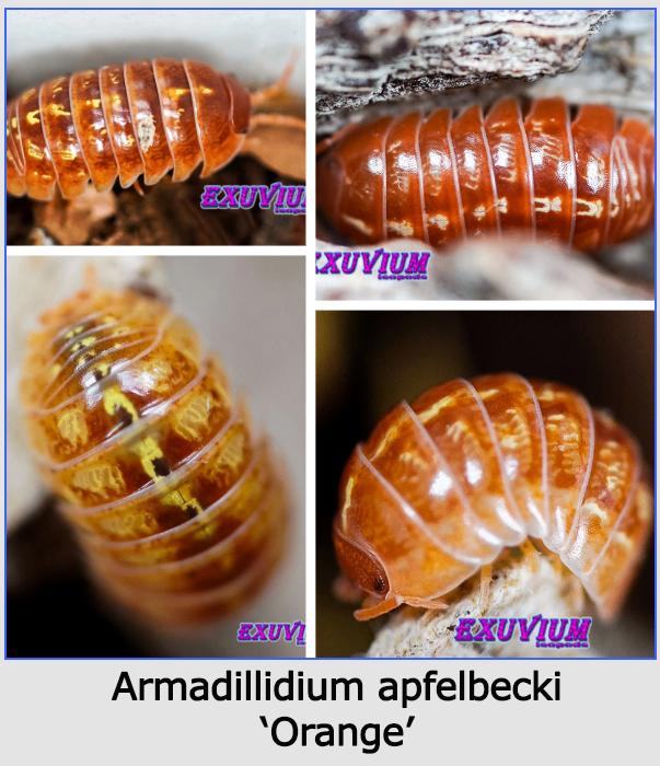 Armadillidium pissebedden kopen #1, Dieren en Toebehoren, Insecten en Spinnen, Overige soorten