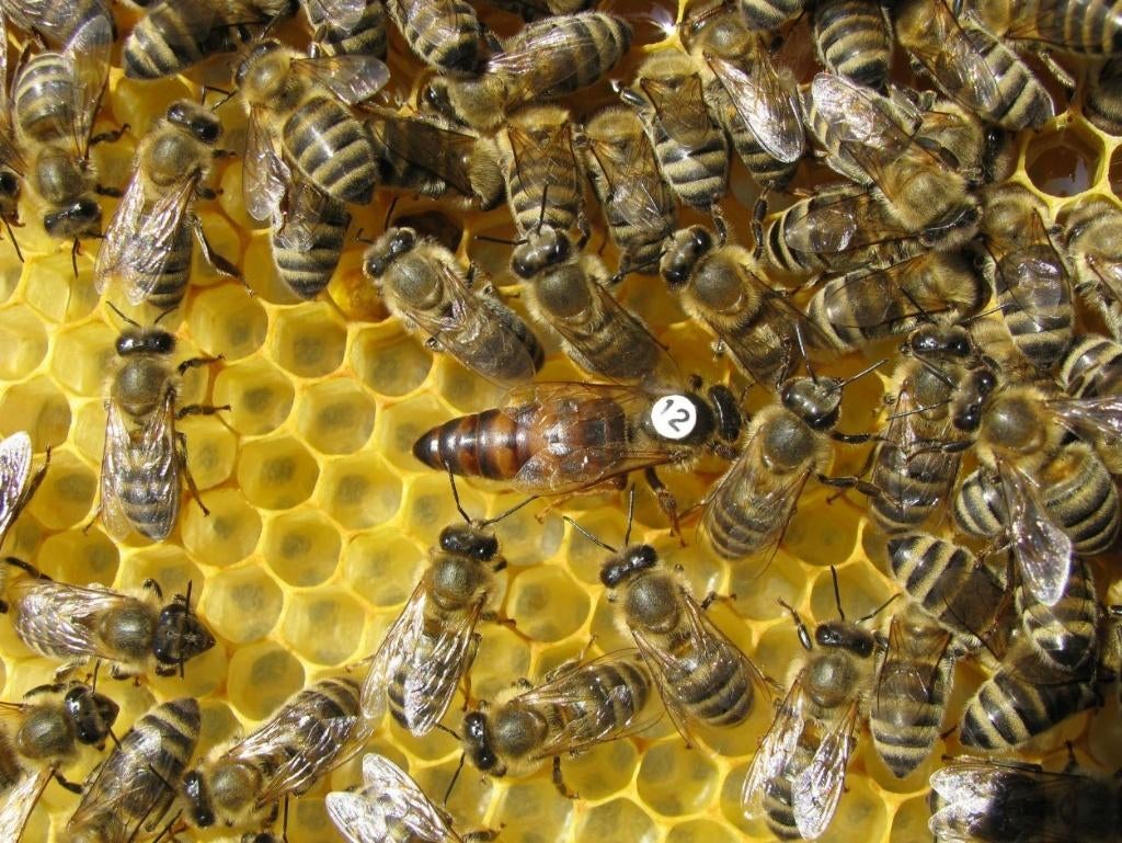 Carnica Koninginnen en Bijenvolken, Dieren en Toebehoren, Bijen