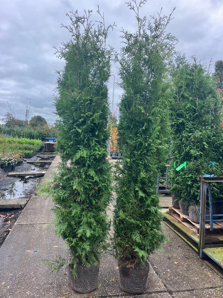Haag Conifeer, GELIJK VRIJ ZITTEN PLANT NU ! 300 cm hoog, Ophalen, Conifeer, Haag, 100 tot 250 cm