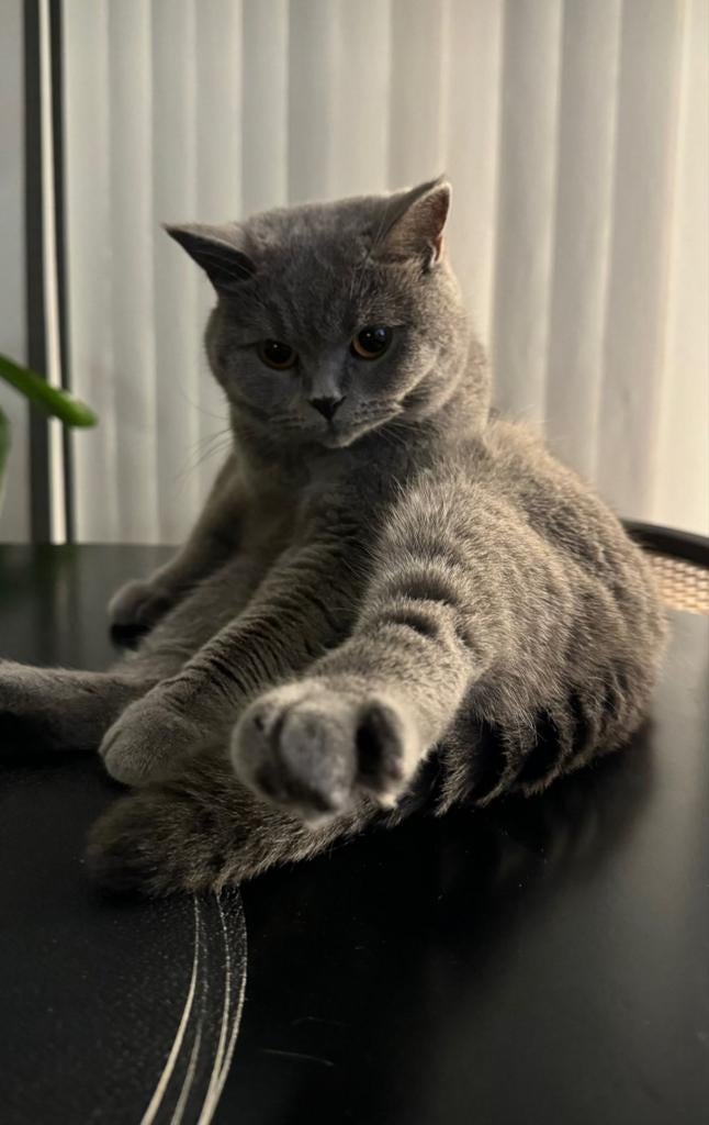 British Short Hair boy , DEKKATER!!! (Niet te koop)!!!, Dieren en Toebehoren