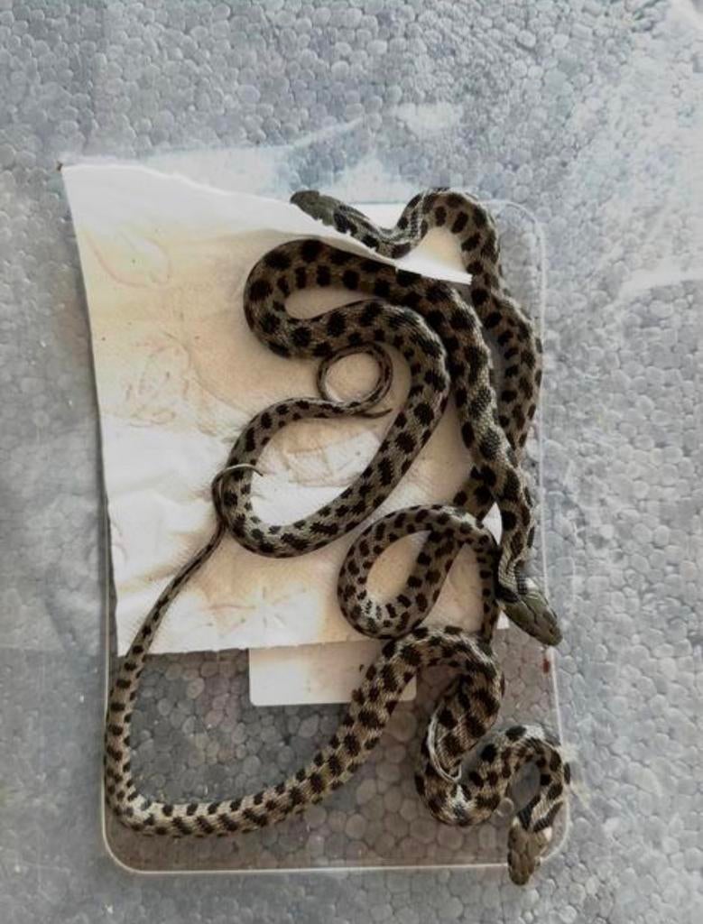 Natrix natrix schweizeri - houten 08.02, Dieren en Toebehoren, Hagedis, 0 tot 2 jaar