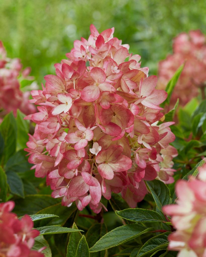 Nieuw!!! Hortensia, Hydrangea 'Groundbreaker Blush', Volle zon, Vaste plant, Zomer, Ophalen