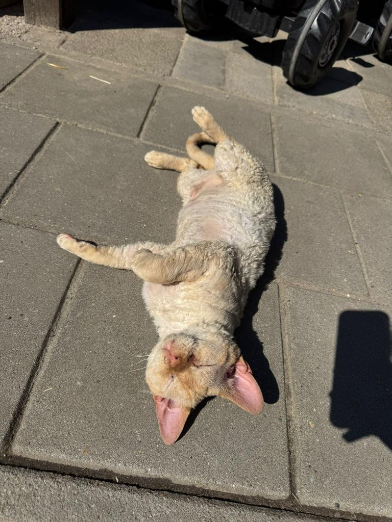 Devon rex dekkater, Dieren en Toebehoren, 3 tot 5 jaar