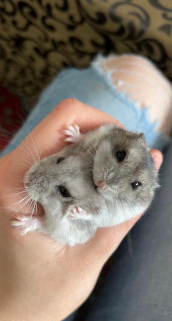 Super lieve & tamme dwerghamsters, Dieren en Toebehoren, Knaagdieren, Hamster, Februari, Vrouwelijk, Tam
