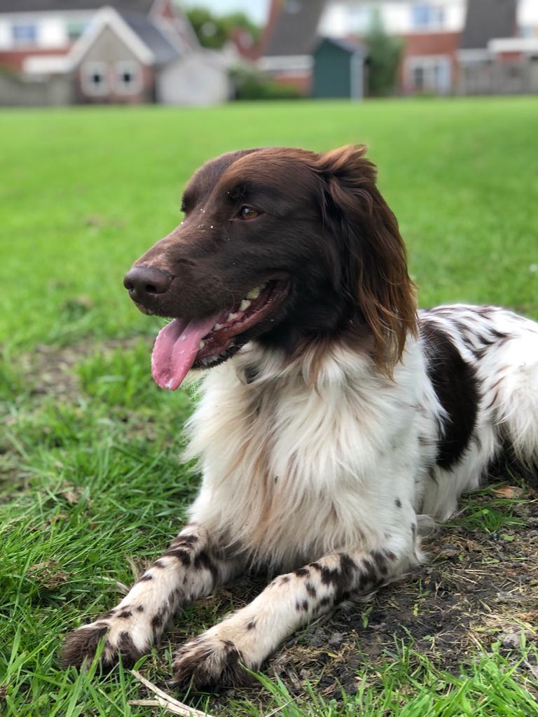 Heidewachtel dekreu, Dieren en Toebehoren, Reu, Parvo, Eén hond, 3 tot 5 jaar