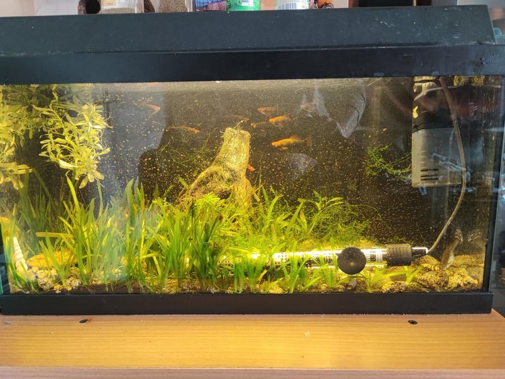 Aquarium Juwel te koop 75ltr, Ophalen, Gebruikt, Gevuld zoetwateraquarium