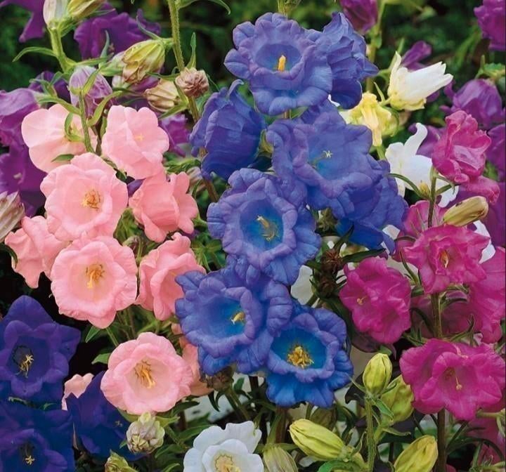 Zaden Marietteklokje Kop&schotel -Campanula Calycanthema mix, Tuin en Terras, Verzenden, Voorjaar, Volle zon, Zaad