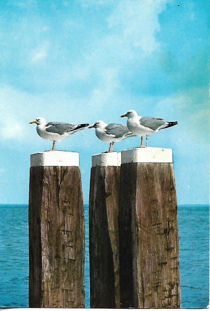 Texel- -Strandpalen met meeuwen., Ophalen of Verzenden, 1960 tot 1980, Gelopen, Waddeneilanden