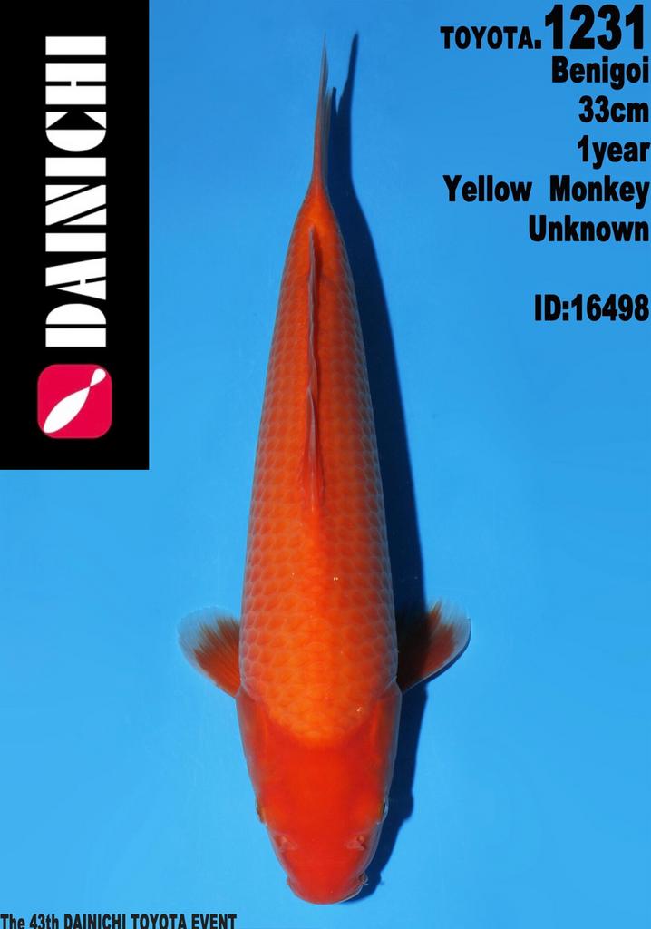DAINICHI KOI JUMBO TOSAI NEW COLLETION BY HEESCHKOI, Dieren en Toebehoren, Vissen | Vijvervissen