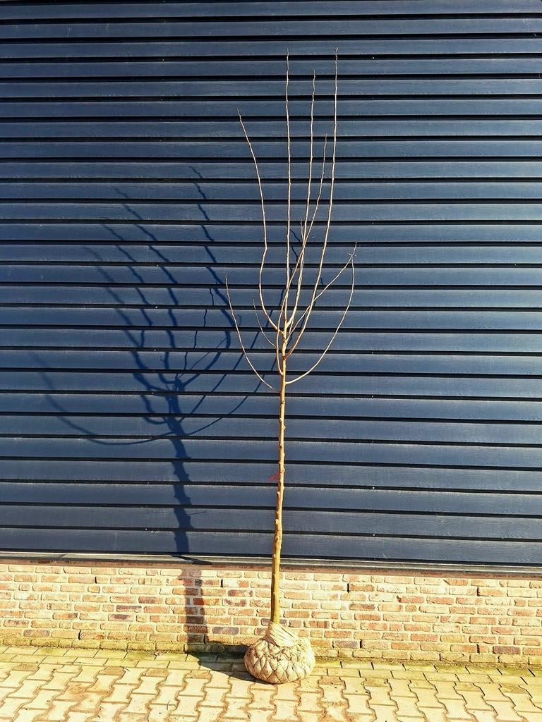 Morus nigra 🌳 zwarte moerbei, Ophalen