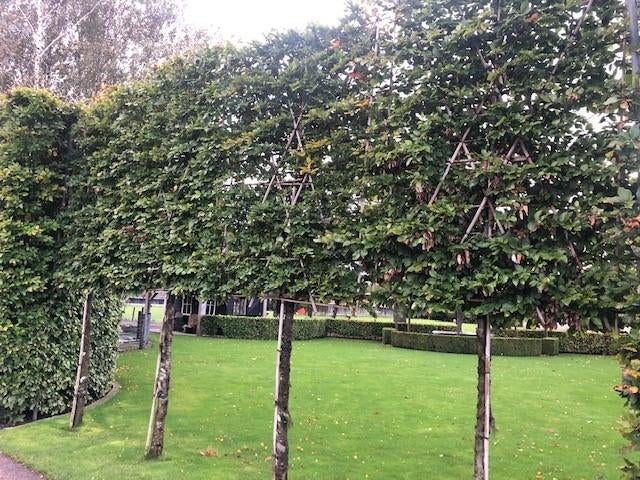 Leibeuk, Beukenboom (bladhoudend) groene beuk, Tuin en Terras, Ophalen, Bloeit niet, Leiboom, Halfschaduw