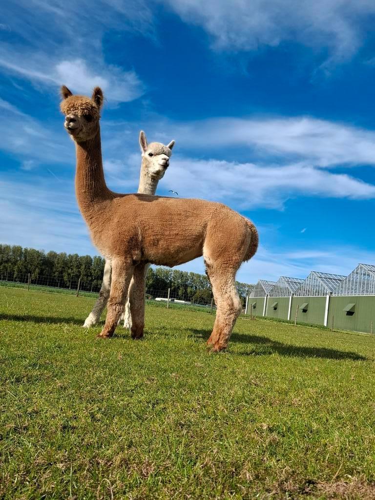 Alpaca's van show kwaliteit te koop, Juni, Meerdere dieren