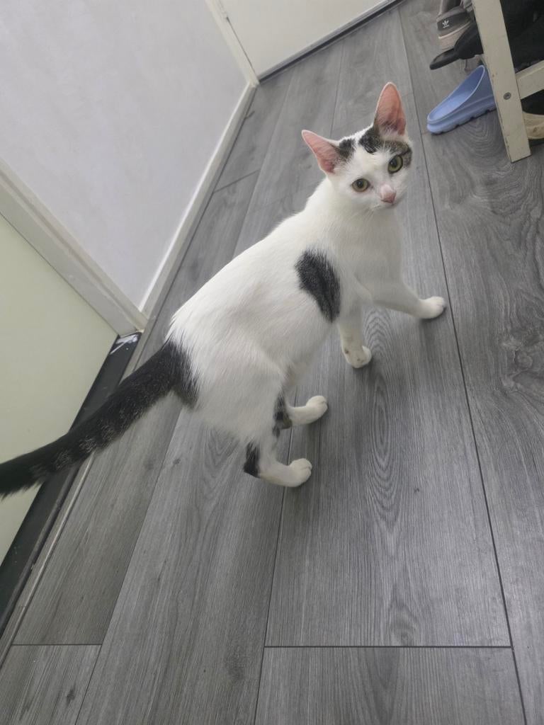 Ik heb die katten met 1 kitten 2 mannaden oud