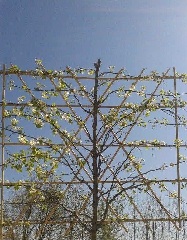 Leibomen verschillende soorten/maten beschikbaar, Lente, 250 tot 400 cm, Volle zon, In pot