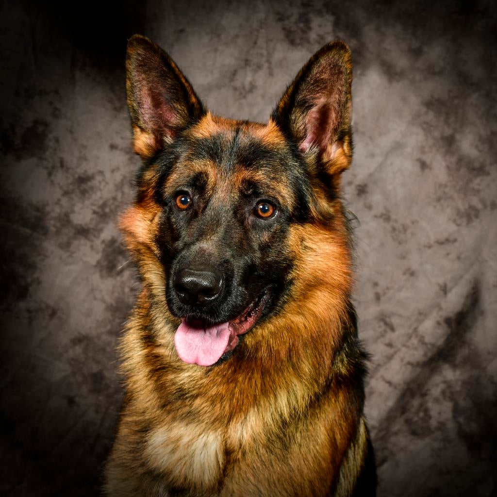 Gezocht oppas bij de oppas thuis, Dieren en Toebehoren, Reu, Eén hond, 3 tot 5 jaar, Herder