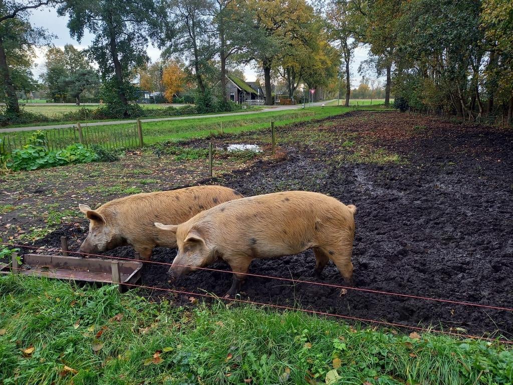 Varkens, Dieren en Toebehoren, Vrouwelijk, Varken, 3 tot 5 jaar