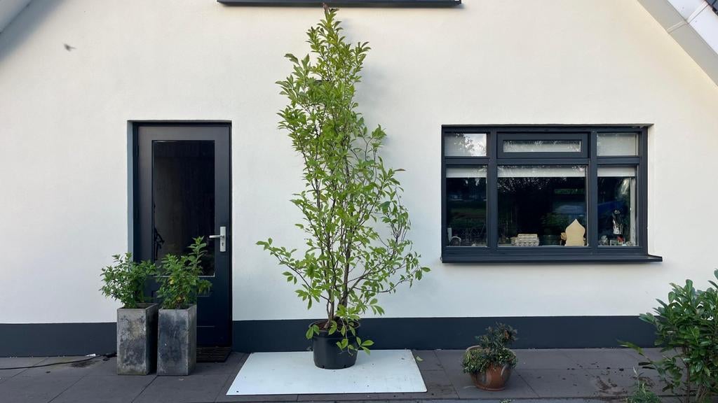 Magnolia Susan - Prachtige Sierboom mooi voor Moederdag, Tuin en Terras, Planten | Bomen, Ophalen, Lente, Volle zon, Overige soorten