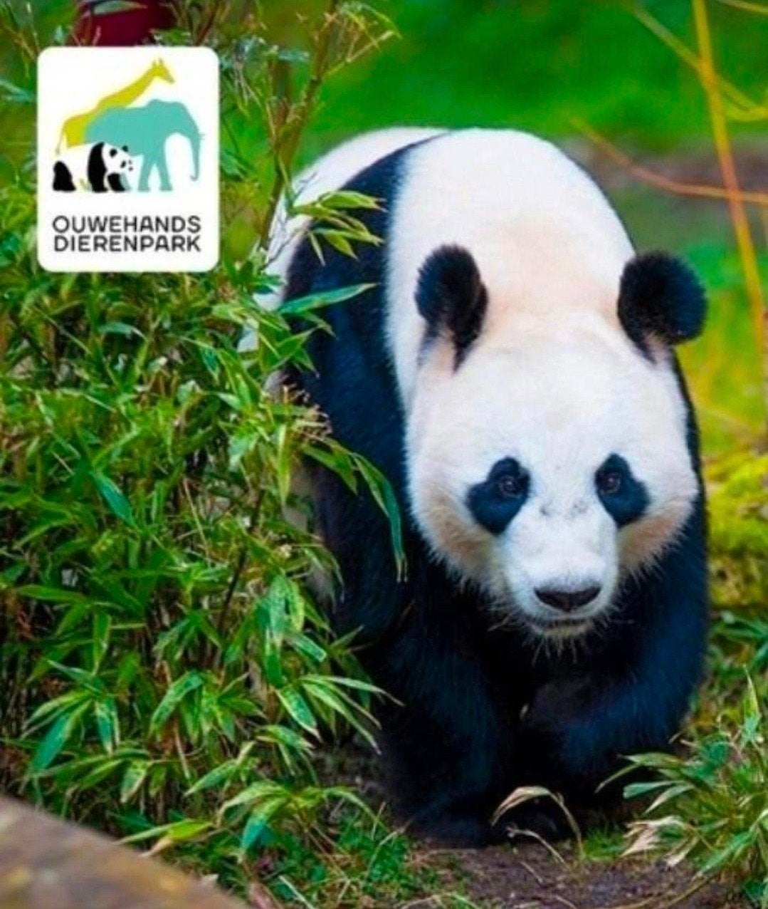 4 kaartjes ouwehands dierenpark, Drie personen of meer, Ticket of Toegangskaart
