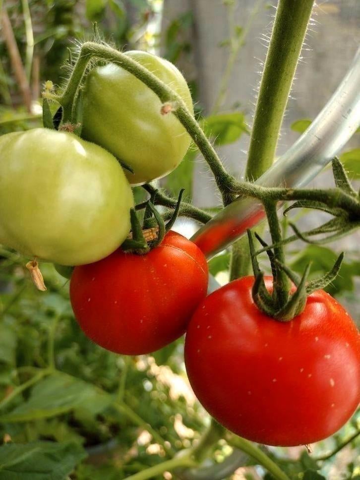 Zaden tomaat Marmande, Kumato, Zebra, Indigo en andere, Tuin en Terras, Bloembollen en Zaden, Zaad, Voorjaar, Volle zon, Verzenden
