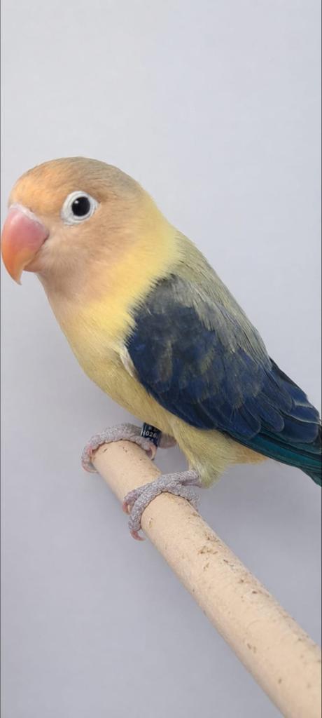 Fischeri Aqua broedkoppel, Dieren en Toebehoren, Vogels | Parkieten en Papegaaien, Meerdere dieren, Dwergpapegaai of Agapornis