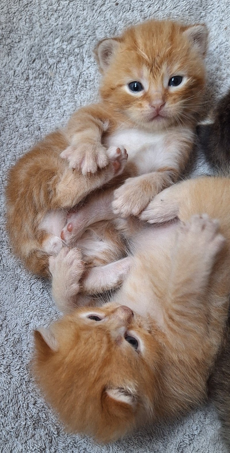 Prachtige half Siberische kittens, Kater, Ontwormd, 0 tot 2 jaar