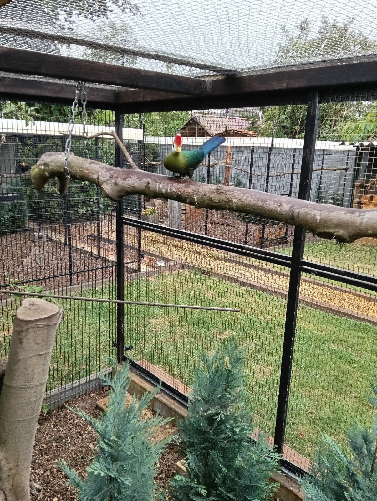 toerako roodkuif, Dieren en Toebehoren, Vogels | Overige Vogels, Mannelijk, Geringd