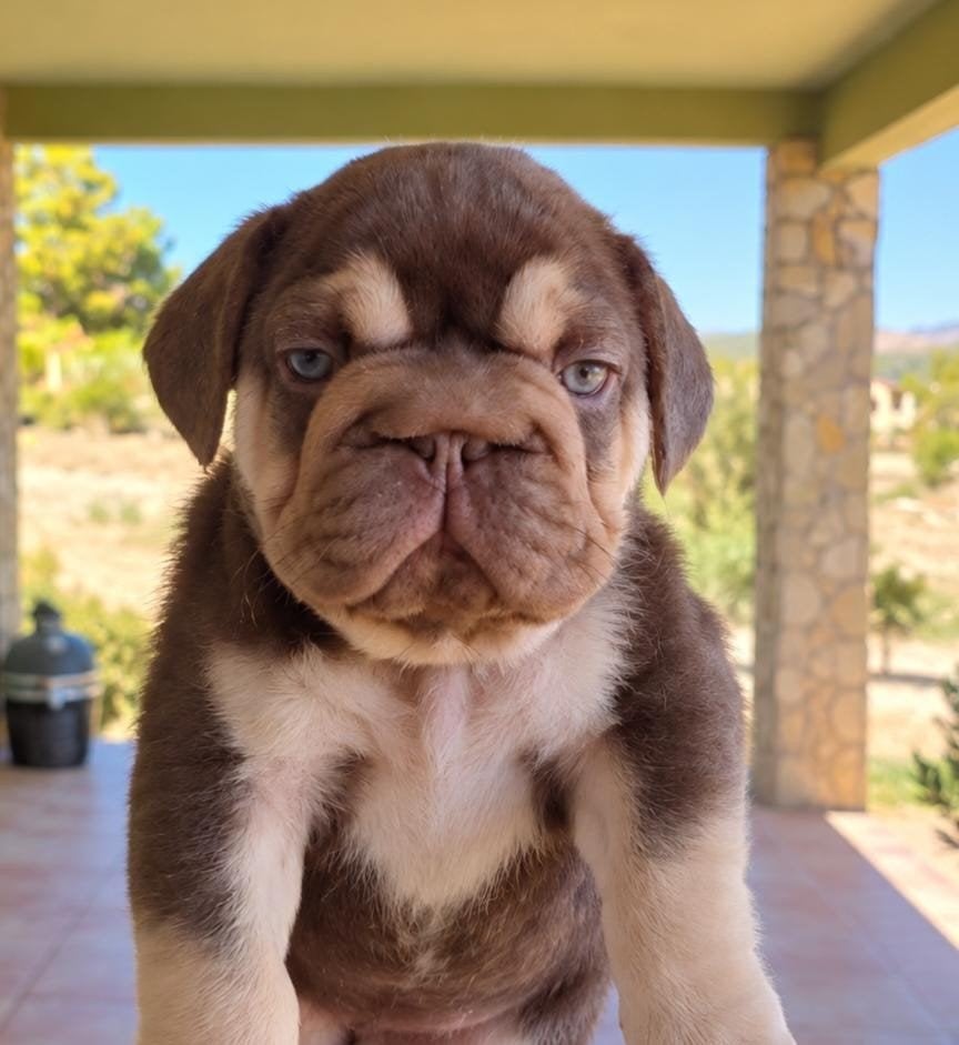 Foto 4 van Big Rope Franse bulldog teef in de prachtige kleur Rojo tan