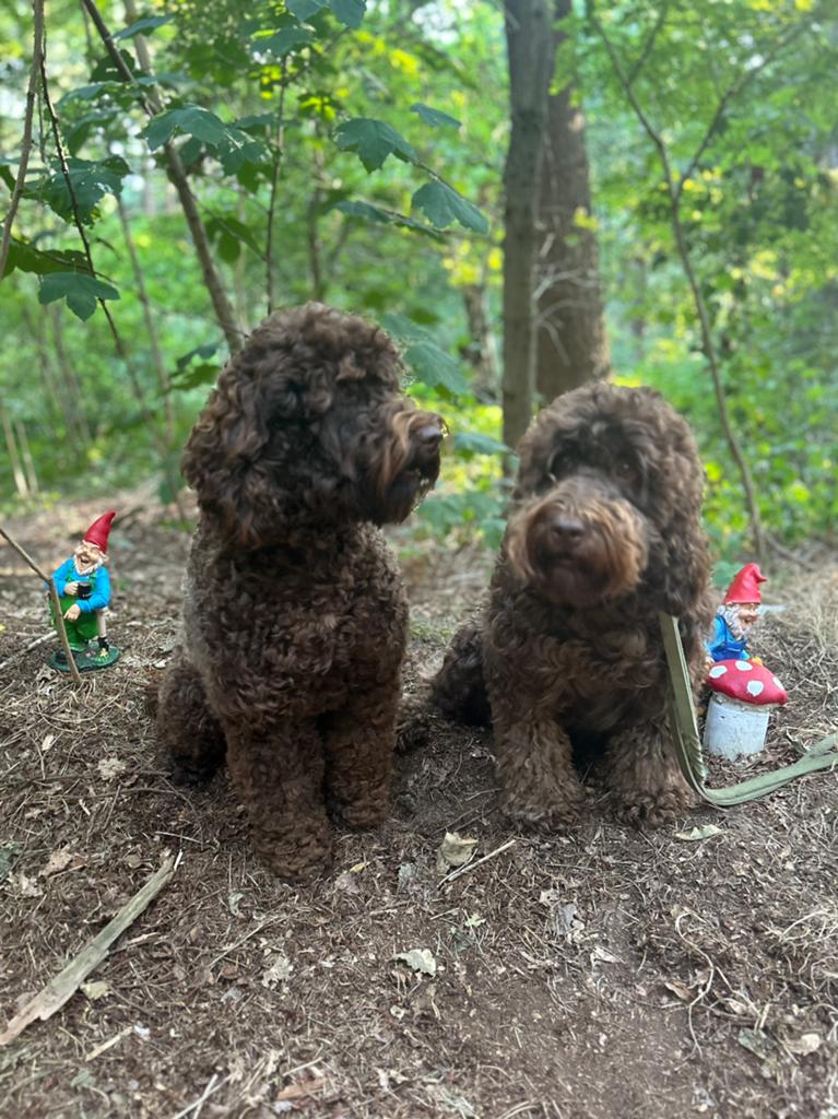 Medium Australian Labradoodle reutje beschikbaar ivm afzegg, Dieren en Toebehoren, Honden | Retrievers, Spaniëls en Waterhonden