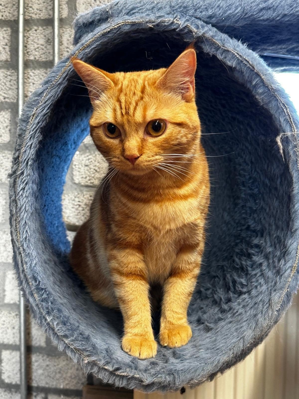 Ragdoll kruising Devon Rex/ vader en moeder stamboom, Dieren en Toebehoren, Katten en Kittens | Raskatten | Korthaar, Kater