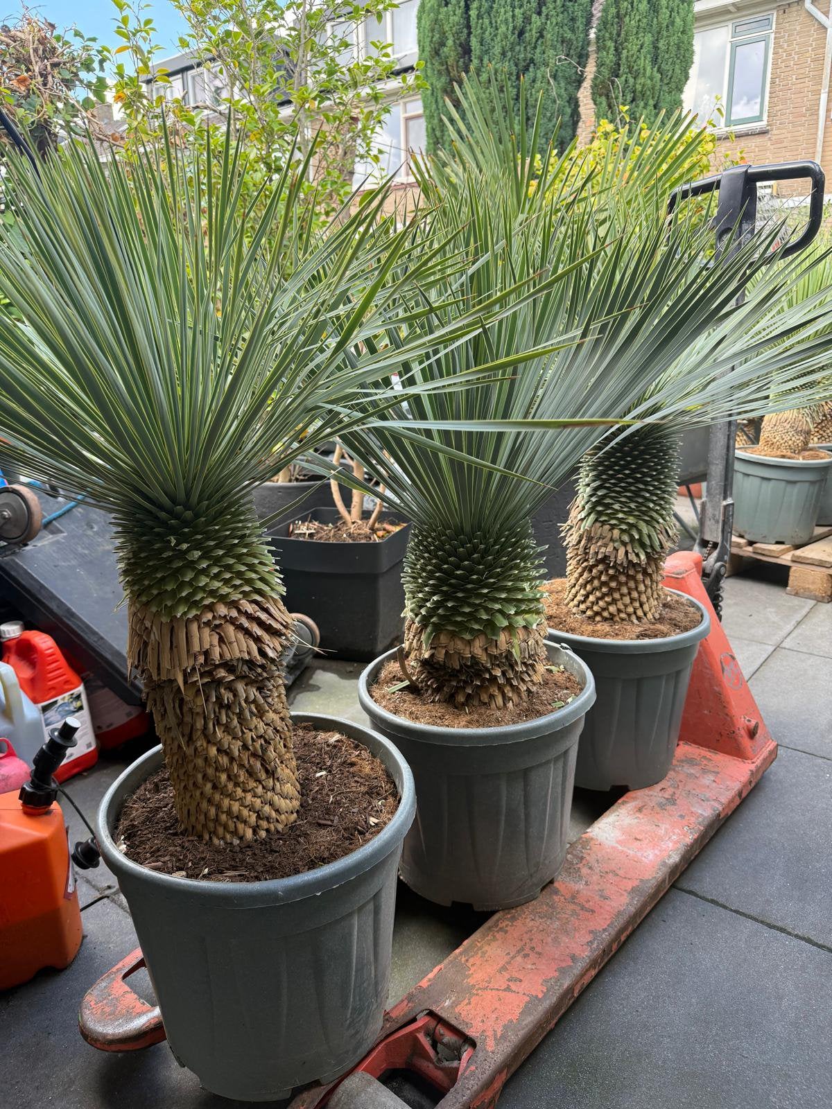 Mega deal - yucca rostrata 110/120cm, Tuin en Terras, Planten | Bomen, Volle zon, 100 tot 250 cm, Zomer, Overige soorten