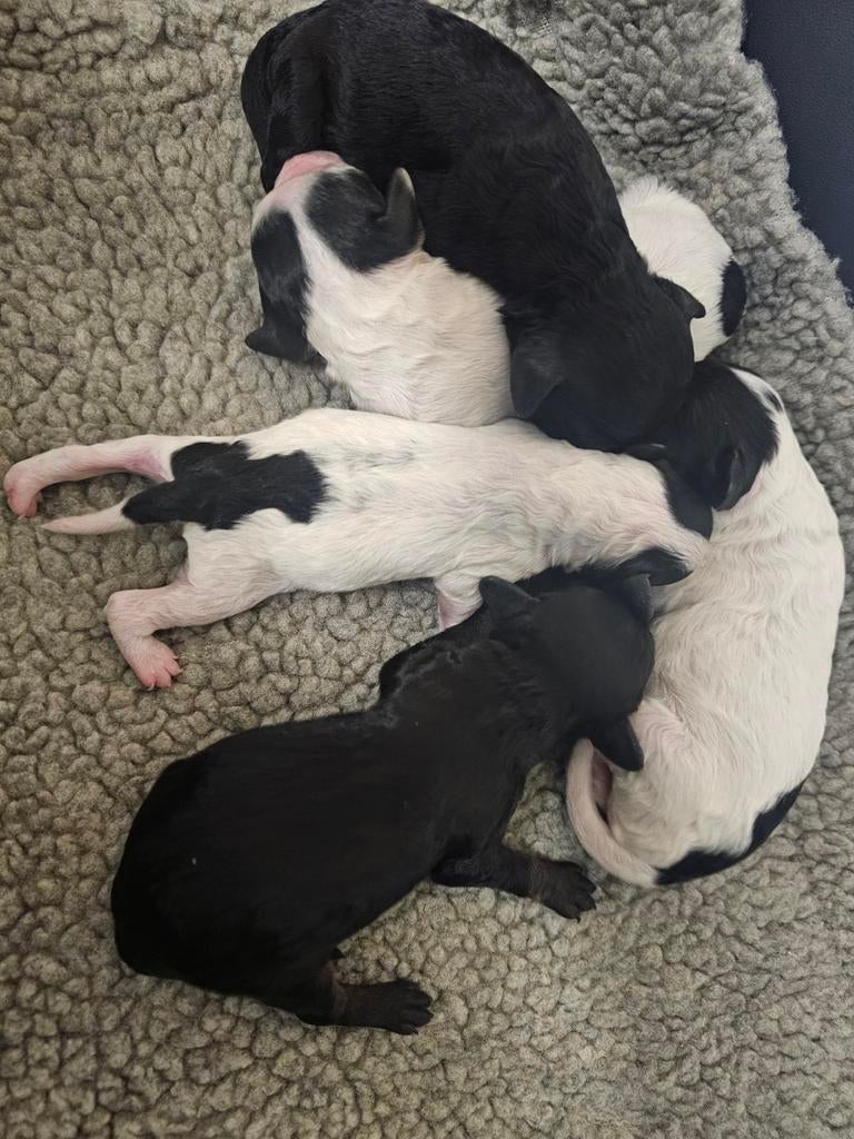 Toy/dwergpoedelpups, Dieren en Toebehoren, Poedel, België, Particulier, 8 tot 15 weken