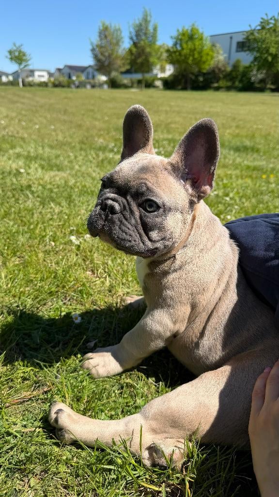 Prachtige Franse Bulldog pups - Blue & Blue Fawn, Dieren en Toebehoren, Honden | Bulldogs, Pinschers en Molossers, 8 tot 15 weken