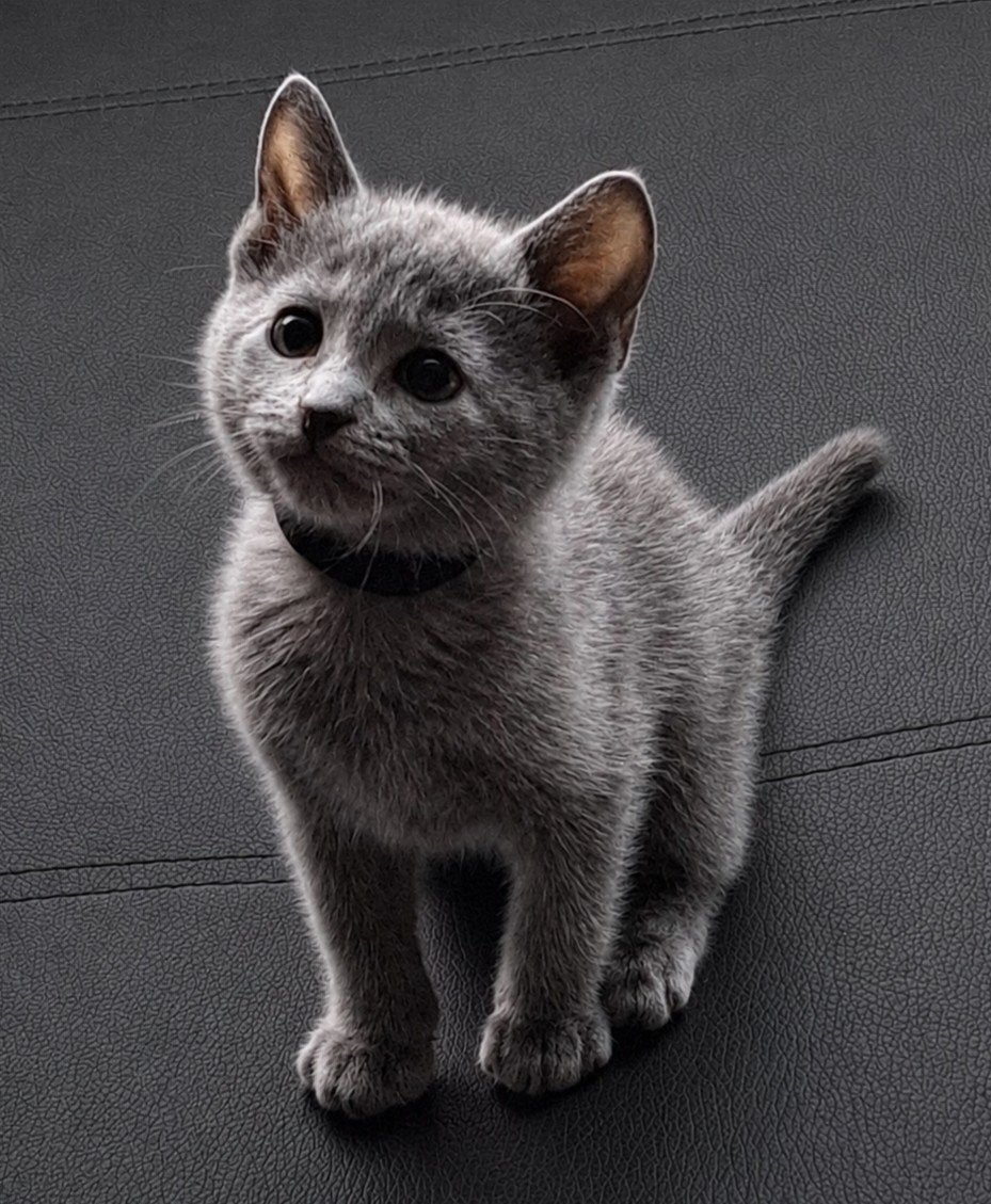 Blauwe Rus kittens met stamboom, Dieren en Toebehoren, Katten en Kittens | Raskatten | Korthaar, Meerdere dieren, Met stamboom