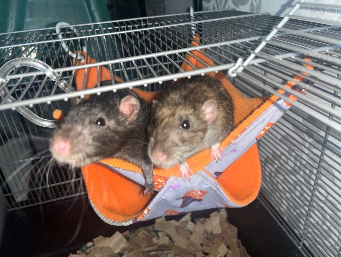 2 lieve broertjes ratten zoeken een nieuw huis, Rat, Mannelijk, Januari, Tam