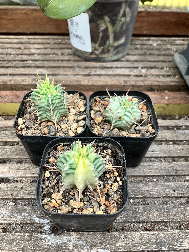 Euphorbia meloformis variegata, 3 stuks, Huis en Inrichting, Kamerplanten, Ophalen of Verzenden, Halfschaduw, Minder dan 100 cm