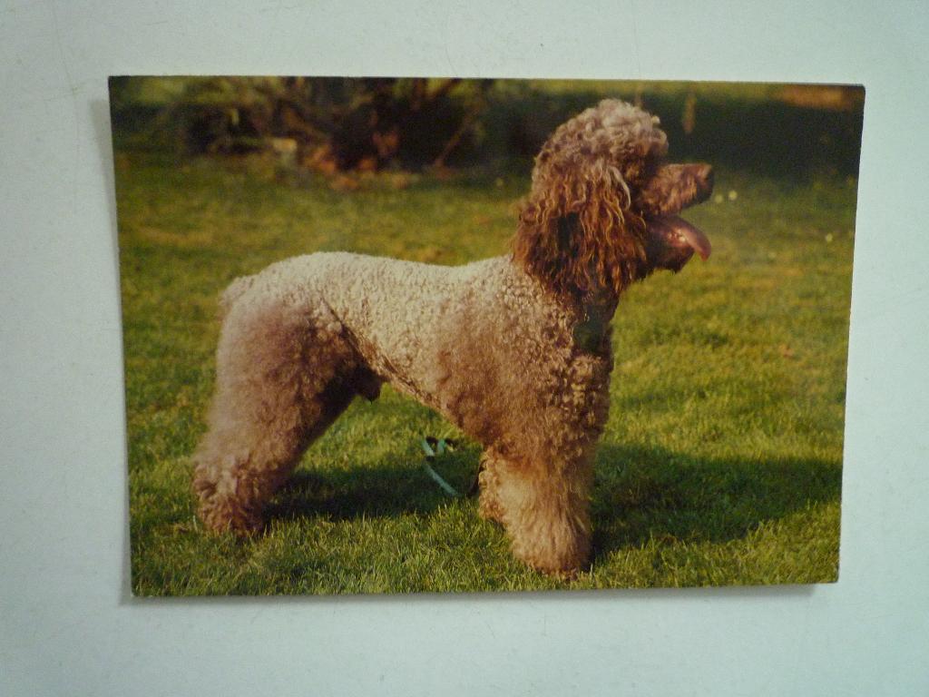 Hond poedel, Ophalen of Verzenden, 1980 tot heden, Wild dier