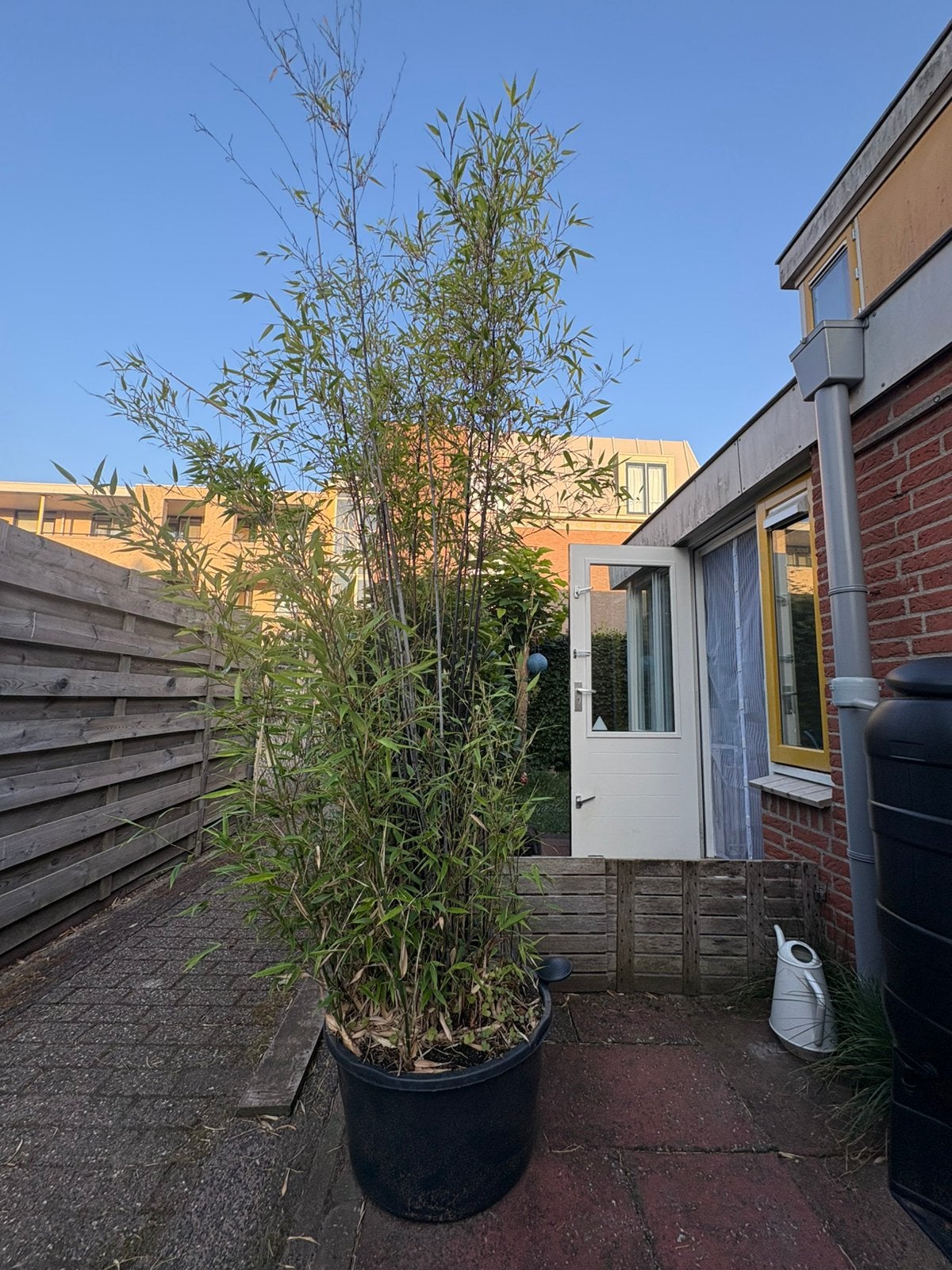 Zwarte bamboe in bak, Tuin en Terras, Planten | Bomen, Ophalen, Bloeit niet, Halfschaduw, Overige soorten