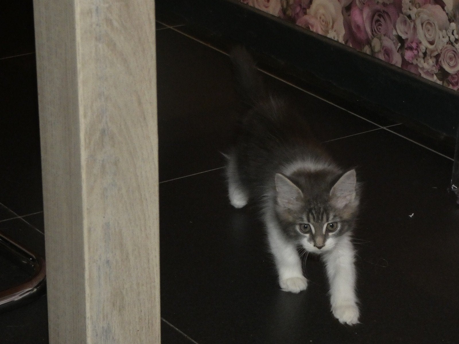 🐾 1 Lieve Maine Coon meisje, Dieren en Toebehoren, Poes, Gechipt, 0 tot 2 jaar